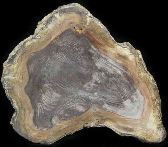 Petrified Wood Slab - Sweethome, Oregon #41352